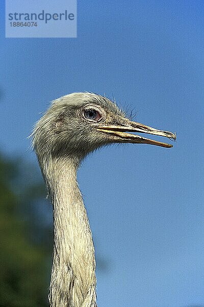 AMERIKANISCHE RHEA (rhea americana)  PORTRAIT EINES ERWACHSENEN