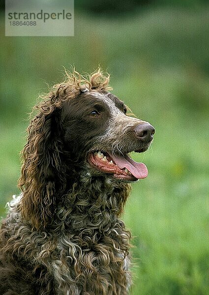 Pont Audemer Spaniel Hund  Portrait eines Erwachsenen mit herausgestreckter Zunge