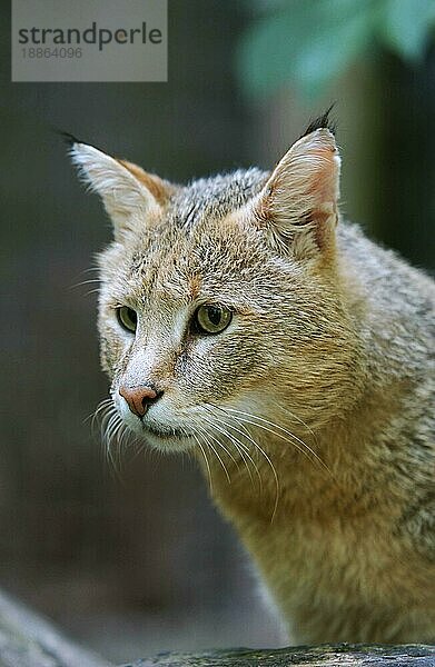 Dschungelkatze (felis chaus)  Porträt eines Erwachsenen