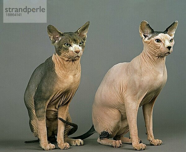 Sphynx Hauskatze  haarlose Katze  Erwachsene sitzen gegen grauen Hintergrund