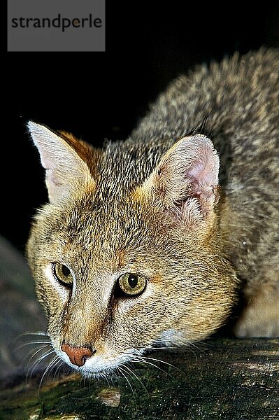 Dschungelkatze (felis chaus)  Porträt eines Erwachsenen