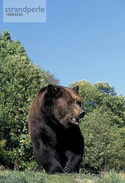 BRAUNBÄR (ursus arctos)  ERWACHSENER IM GRAS STEHEND