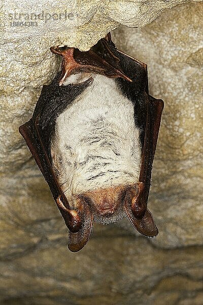 Mausohrfledermaus (myotis myotis)  ERWACHSENER HIBERIERT IN EINER HÖLLE  NORMANDY IN Frankreich