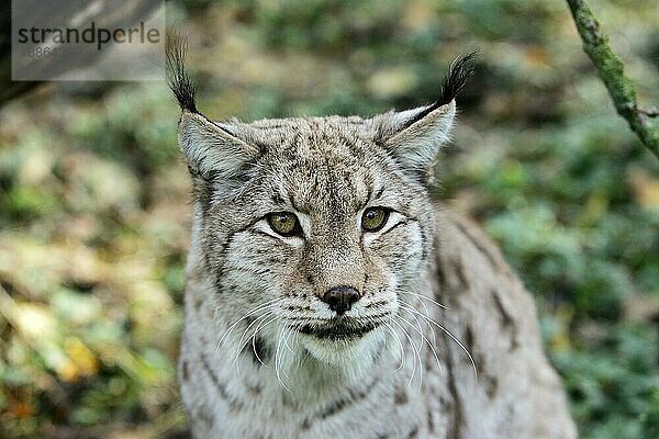 Europäischer Rotluchs (felis lynx)  Porträt eines Erwachsenen