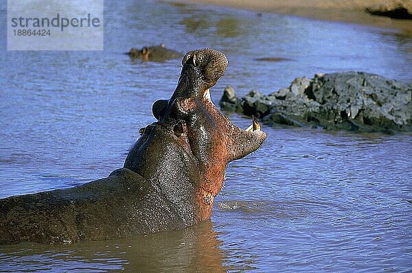 HIPPOPOTAMUS (Flusspferd amphibius)  ERWACHSENER  MARA-FLUSS IN KENIA