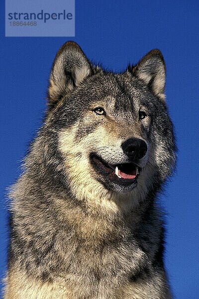 NORDAMERIKANISCHER GRAUER WOLF (canis lupus occidentalis)  PORTRAIT EINES ERWACHSENEN  KANADA