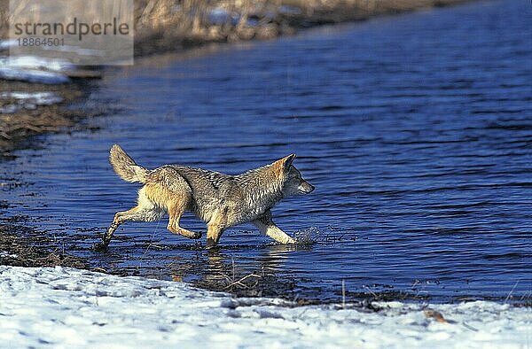 Kojote (canis latrans)  Erwachsener im Wasser  Montana