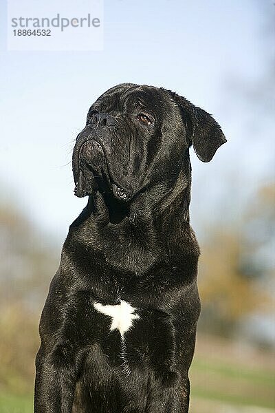 Cane Corso  Hunderasse aus Italien  Porträt eines Erwachsenen