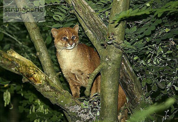 Jaguarundi  herpailurus yaguarondi  Erwachsener stehend auf Ast