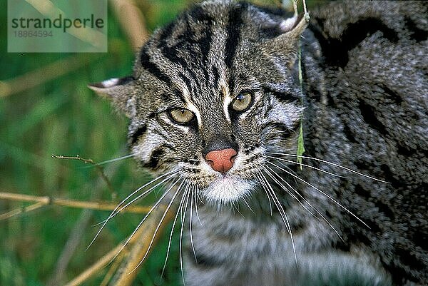 Fischkatze (prionailurus viverrinus)  PORTRAIT EINES ERWACHSENEN