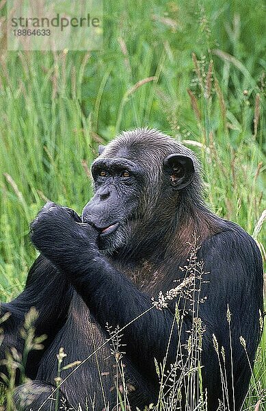 CHIMPANZEE (pan troglodytes)  ERWACHSENER  DER SEINEN DUMMEN SCHLÄGT