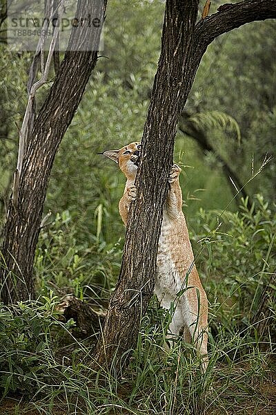 Karakal (CARACAL caracal) ERWACHSENER KLIMMERNDER BALKENSTAMM  NAMIBIA