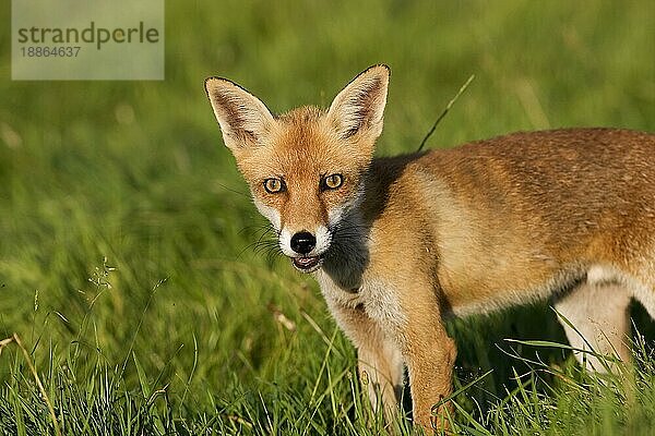 ROTFUCHS (vulpes vulpes)  ERWACHSENER AUF GRAS STEHEND  NORMANDY IN Frankreich