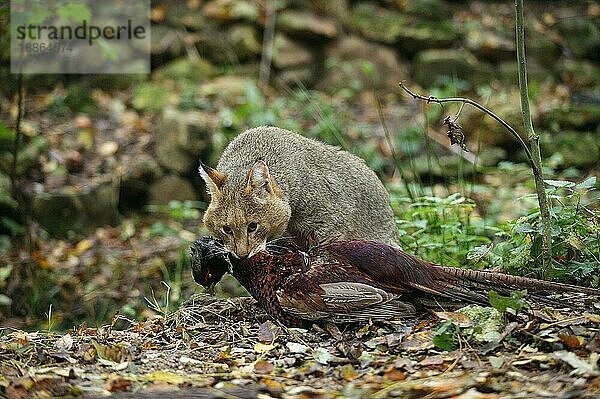 JUNGELKATZE (felis chaus)  ERWACHSENER MIT TÖTEN  EIN GEMEINSAMES FLEDERMAUS (phasianus colchicus)