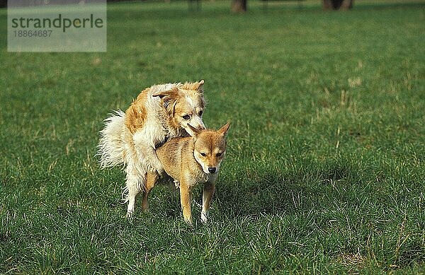 Paarung von Hunden