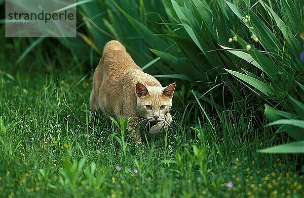 Hauskatze  erwachsen  jagend auf Gras