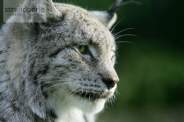 Europäischer Rotluchs (felis lynx)  Porträt eines Erwachsenen