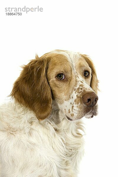 Französisch Spaniel (Zimt Farbe)  Porträt von Männchen gegen weißen Hintergrund