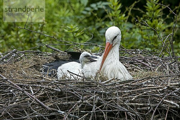 WEISSER HORST (ciconia ciconia)  ERWACHSENER MIT KÜCKE IM NEST  NORMANDISCH IN Frankreich