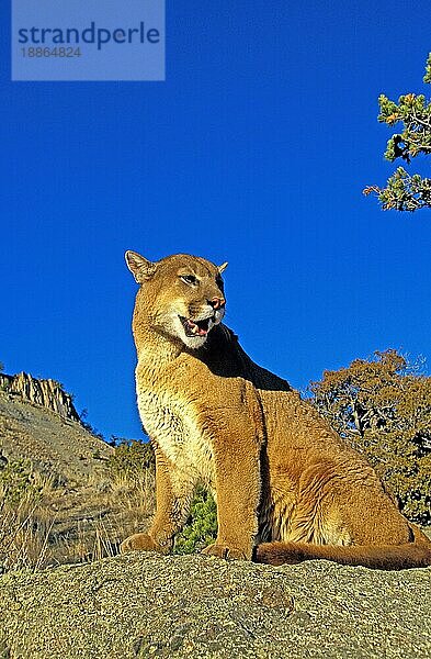 Puma (puma concolor)  ERWACHSENER AUF FELSEN STEHEND  MONTANA