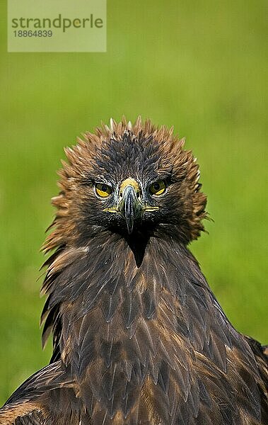 Steinadler (aquila chrysaetos)  Porträt eines Erwachsenen