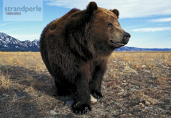 Kodiakbär (ursus arctos middendorffi)  ERWACHSENER  ALASKA