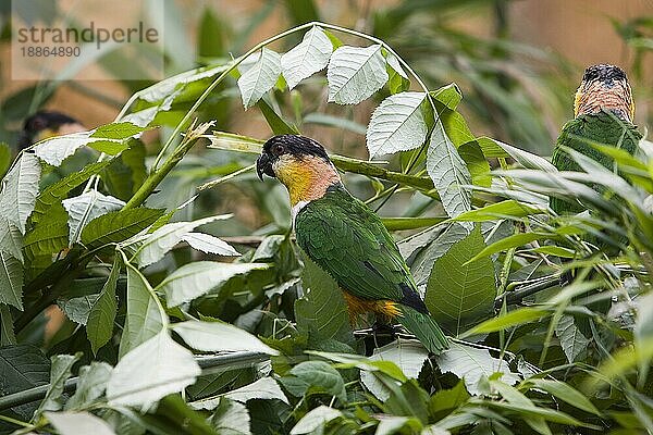 Schwarzkopfpapagei (Pionites melanocephala)  Erwachsene unter Blättern