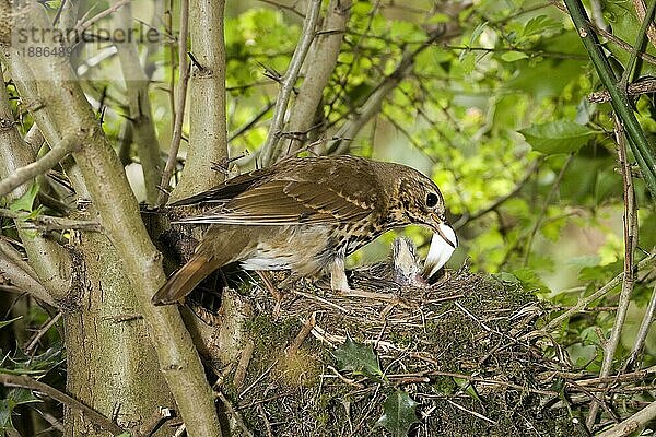 Singdrossel (turdus philomelos)  Erwachsener entfernt einen Kotsack aus dem Nest  Normandie