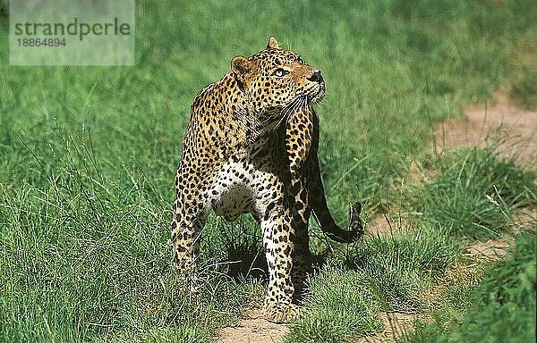 LEOPARD (panthera pardus)  ERWACHSENER  der nach oben schaut