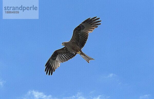 Schwarzmilan (milvus migrans)  Erwachsener im Flug gegen blauen Himmel