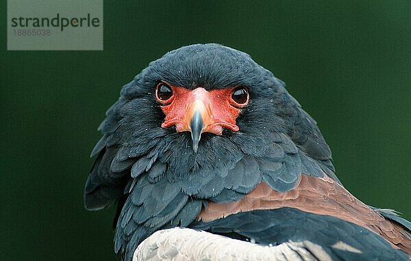 Bateleur  Gaukler (Terathopius ecaudatus)  Tiere  animals  Vogel  Greifvögel  birds of prey  außen  outdoor  frontal  head-on  von vorne  Kopf  head  Porträt  portrait  bunt  multicolored  Querformat  horizontal  adult  aufmerksam  alert