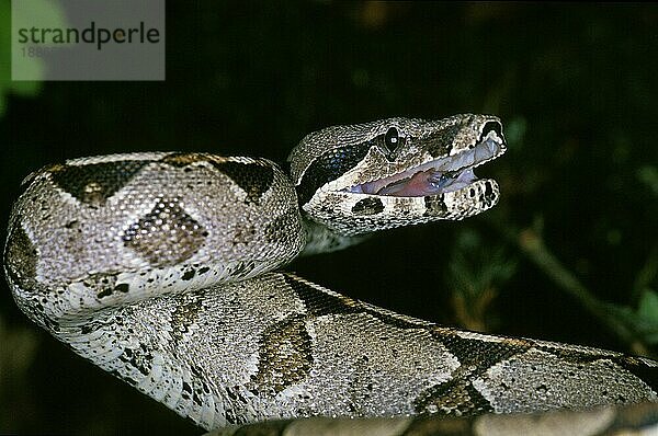 Boa Constrictor  Erwachsener in Verteidigungshaltung