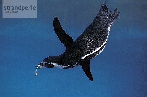 Humboldt-Pinguin (spheniscus humboldti)  Erwachsener beim Fischfang