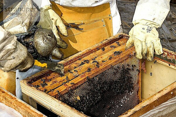 Honigbiene (apis mellifera)  Arbeiterin betreut Larven auf Brutwabe  Mann arbeitet an Bienenstock in der Normandie