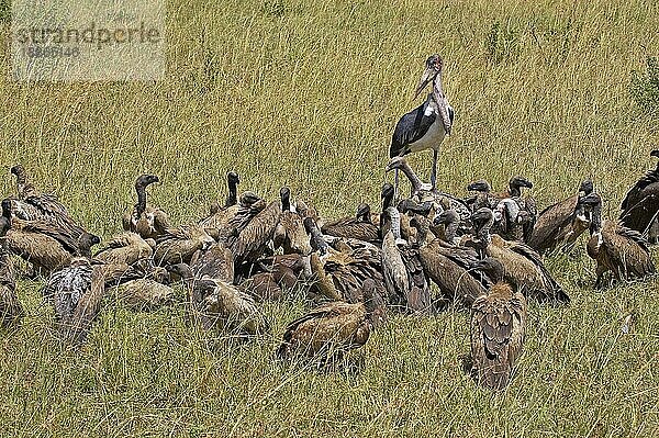 Arikanischer Weißrückengeier (gyps africanus)  Erwachsener frisst Kadaver  Masai Mara Park in Kenia