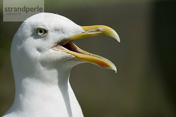 Heringsmöwe (larus argentatus)  Porträt eines rufenden Erwachsenen