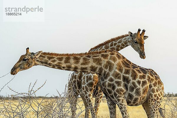 Namibia  Afrika. Giraffe im Etosha National Park  Afrika