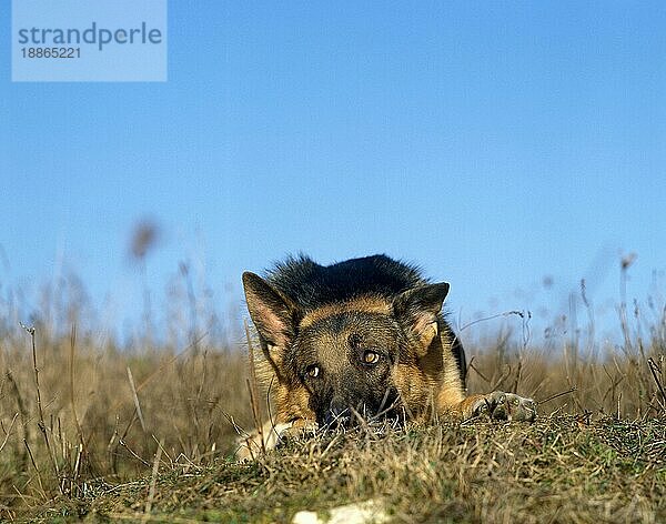 Deutscher Schäferhund  Erwachsener liegt auf Gras  unterwürfige Haltung