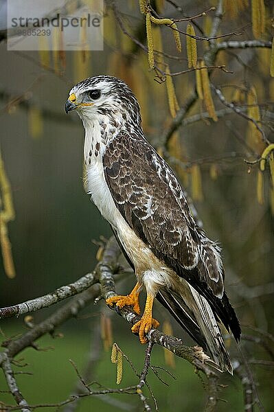 Mäusebussard (buteo buteo)  Erwachsener auf Ast  Normandie