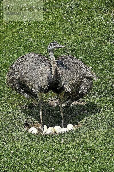 Amerikanisches Rhea (rhea americana)  Erwachsener sitzt auf Eiern im Nest