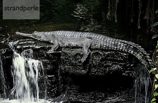 Gavial oder Gharial (gavialis gangeticus)  Erwachsener liegend auf Wasser