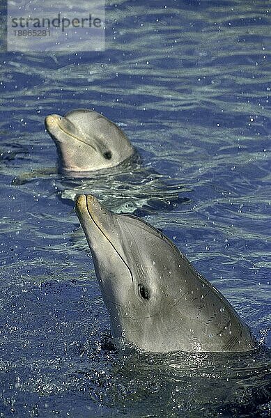 Großer Tümmler (tursiops truncatus)  Köpfe von Erwachsenen  die aus dem Wasser auftauchen