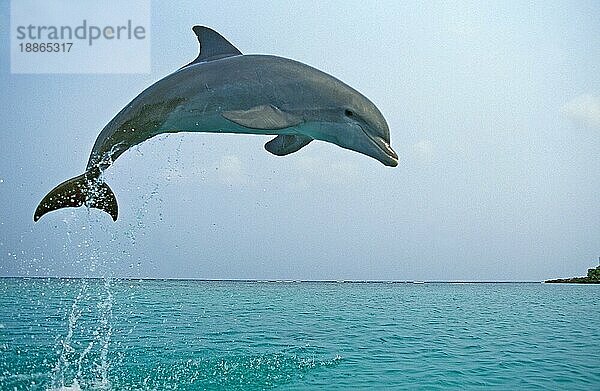 Großer Tümmler (tursiops truncatus)  ERWACHSENER SPRINGEND  HONDURAS