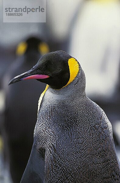 Großpinguin (aptenodytes) patagonica  Porträt eines Erwachsenen  Salisbury Plain in Südgeorgien