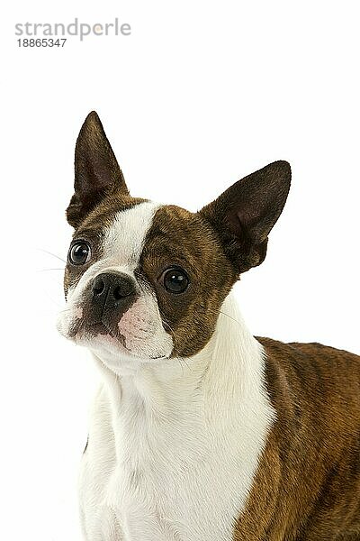 Boston Terrier Hund  Porträt von Erwachsenen gegen weißen Hintergrund