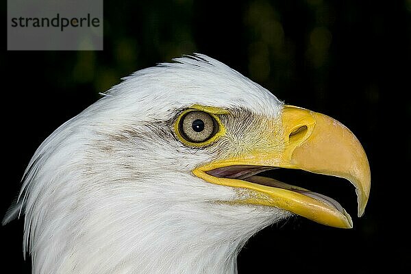 Weißkopfseeadler (haliaeetus leucocephalus)  Porträt eines Erwachsenen mit offenem Schnabel