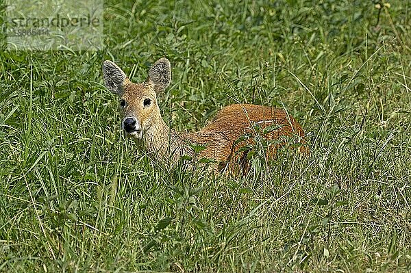 Chinesischer Wasserhirsch (hydropotes inermis)  Erwachsener liegend auf Gras