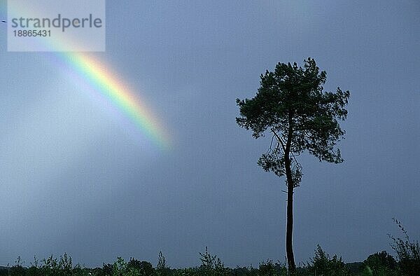 Rainbow and lonesome coniferous tree  Foret de Paimport  Brittany  France  Regenbogen und einsamer Nadelbaum  Foret de Paimport  Bretagne  Frankreich  Europa