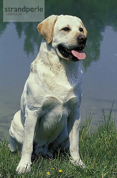 Gelber Labrador Retriever  Erwachsener sitzt in der Nähe von Wasser