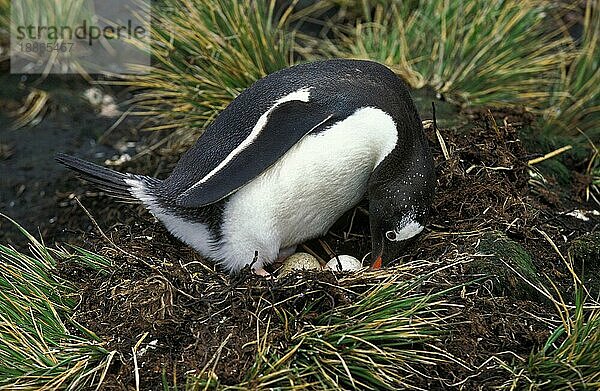 GENTOO PENGUIN (pygoscelis papua)  ERWACHSENER MIT EIER IM NEST  LIVINGSTONE ISLAND